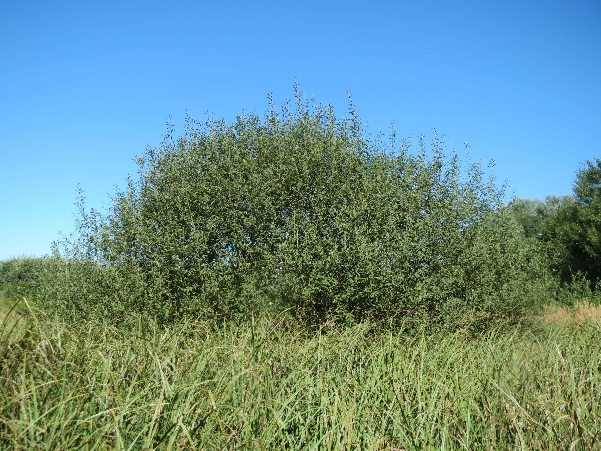 Image of Grey Willow