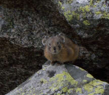 Image of Alpine Pika