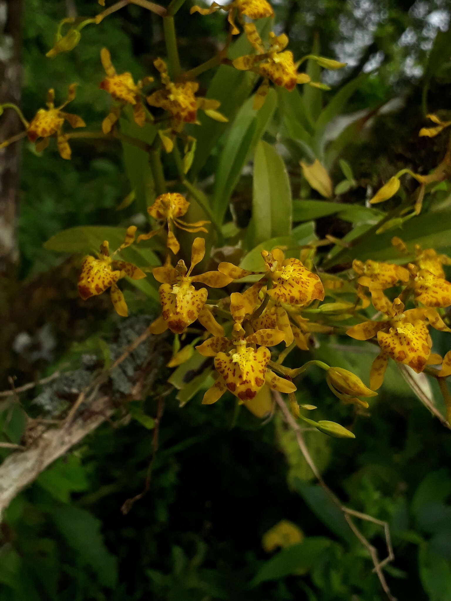 Image of winged-lady orchid