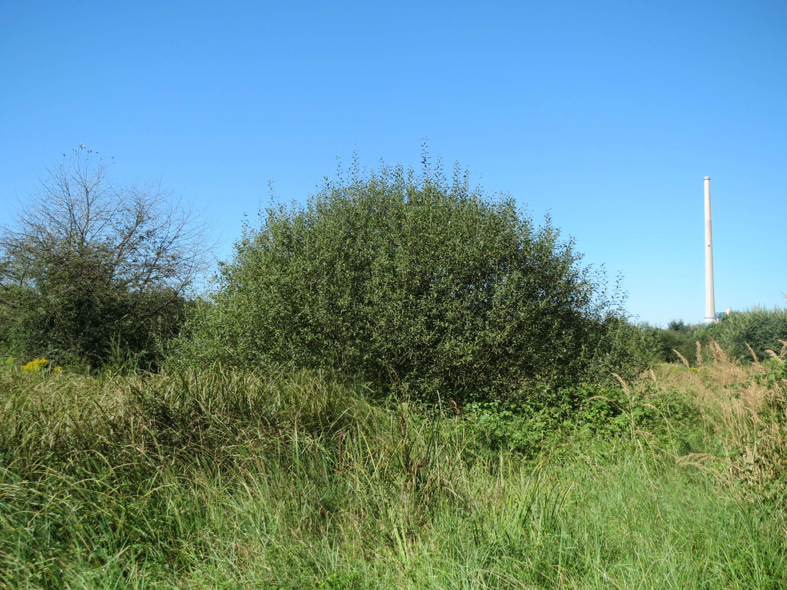 Image of Grey Willow