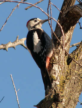 Image of Syrian Woodpecker