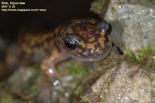 Plancia ëd Onychodactylinae Dubois & Raffaëlli 2012