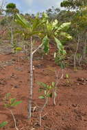 Image of Myodocarpus involucratus Dubard & R. Vig.