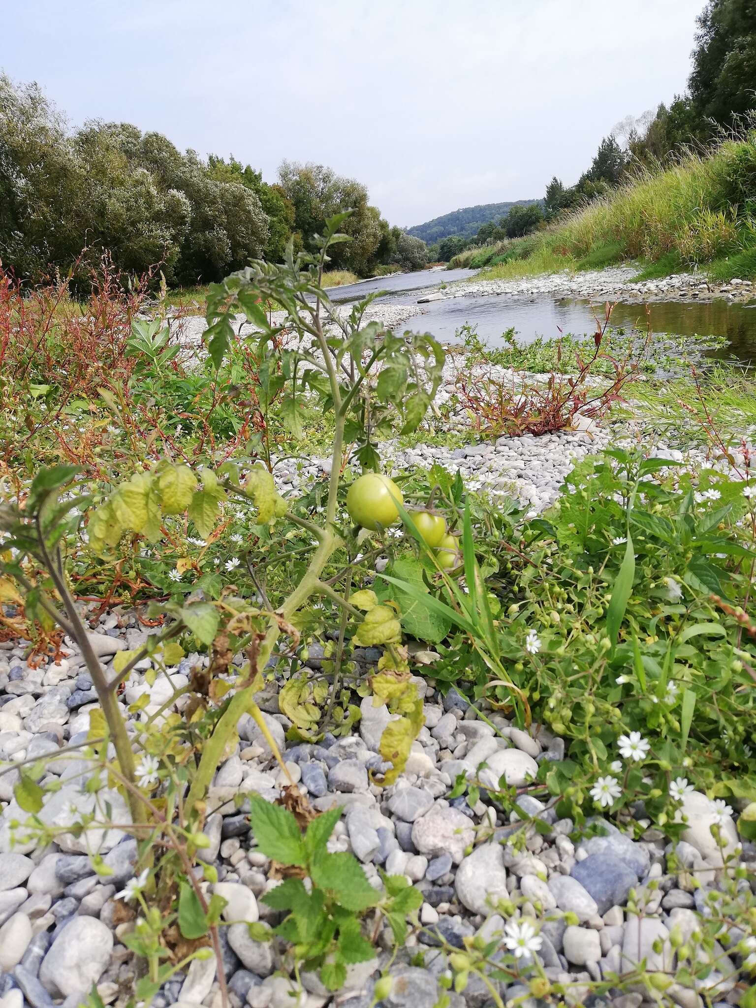 <i>Solanum <i>lycopersicum</i></i> var. lycopersicum的圖片