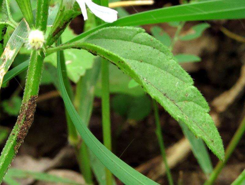 Image of <i>Leucas <i>glabrata</i></i> var. glabrata