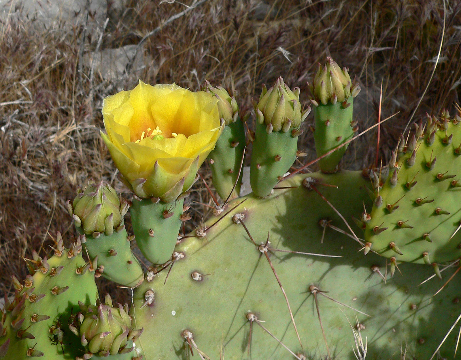 Image of Brownspine Pricklypear