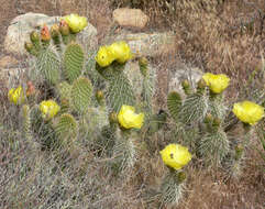 Image of Panhandle Prickly-pear