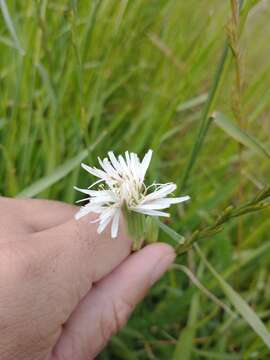 Image of Picrosia longifolia D. Don