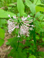 Image of largeflower valerian