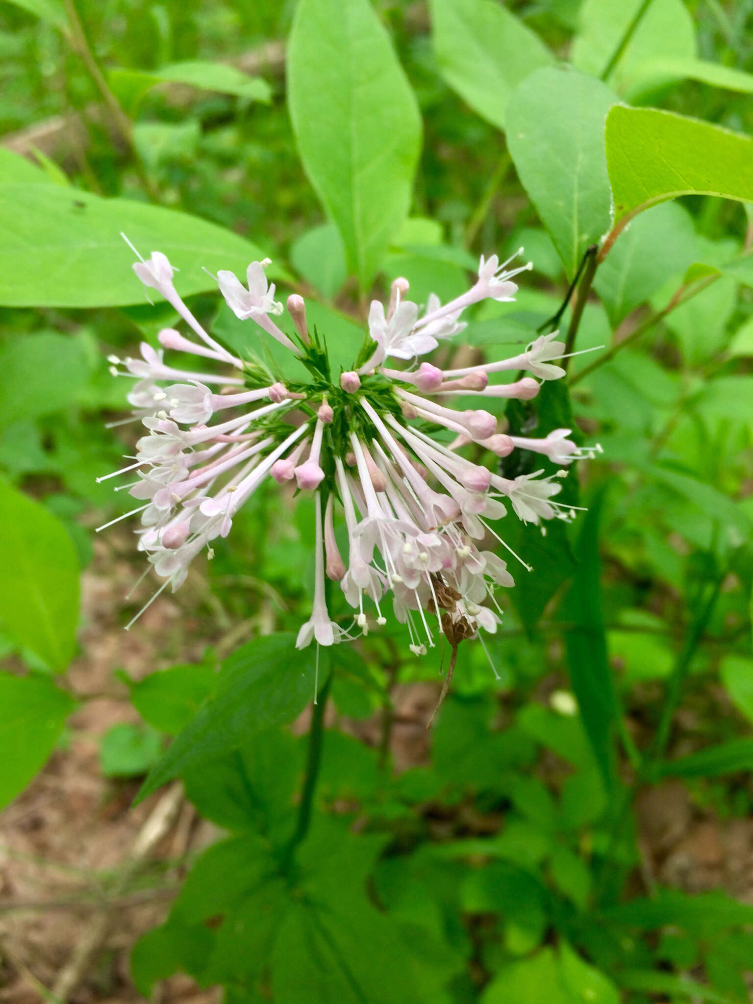 Image of largeflower valerian