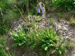 Image of Bearded Bellflower