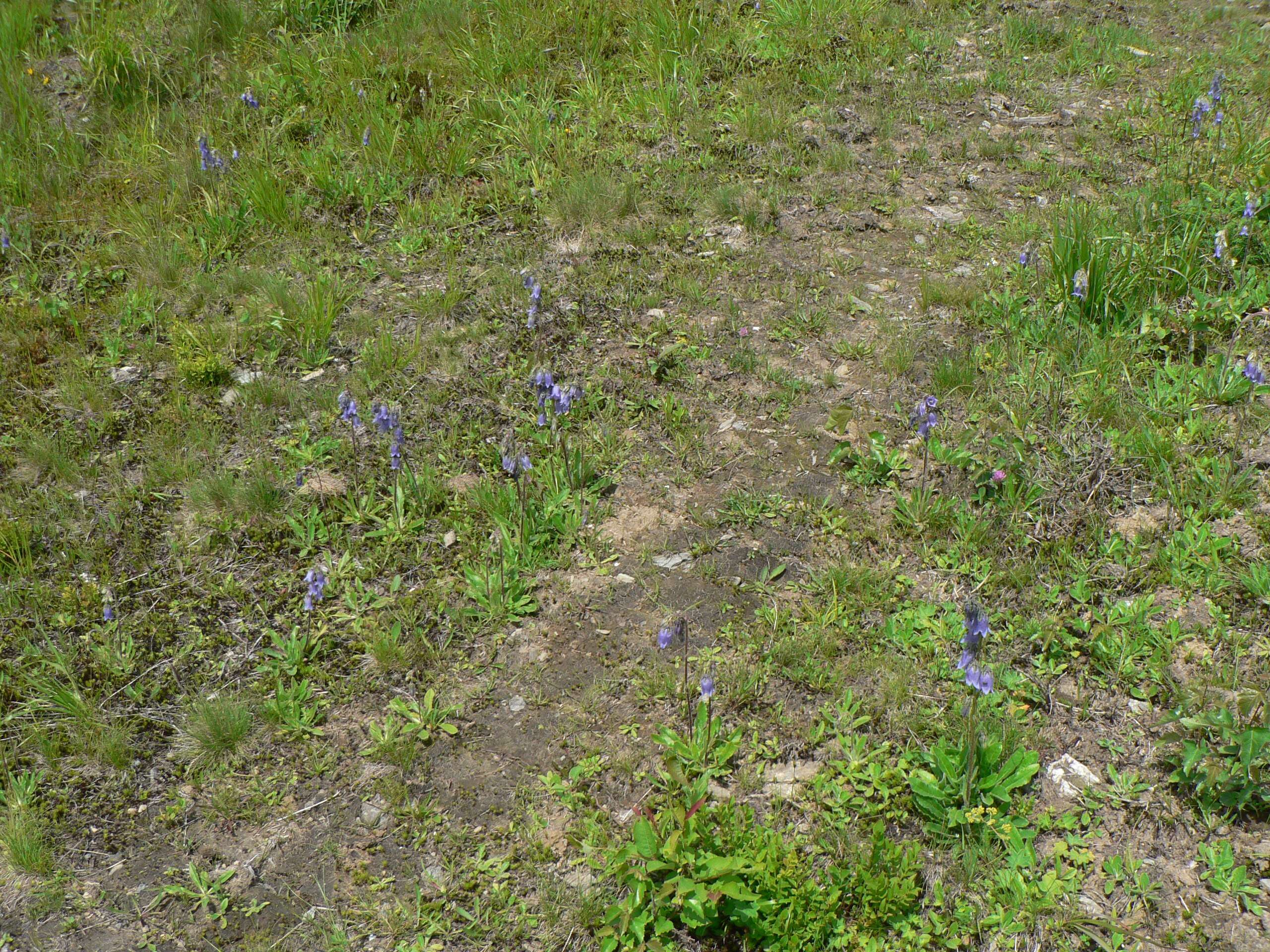 Image of Bearded Bellflower