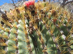 Image of Ferocactus diguetii subsp. diguetii