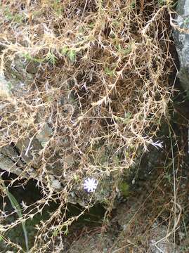 Image of Stellaria gracilenta Hook. fil.