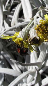 Image of Bombus rubicundus Smith 1854