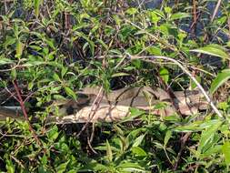 Image of Carolina Water Snake