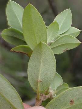 صورة Pimelea latifolia R. Br.