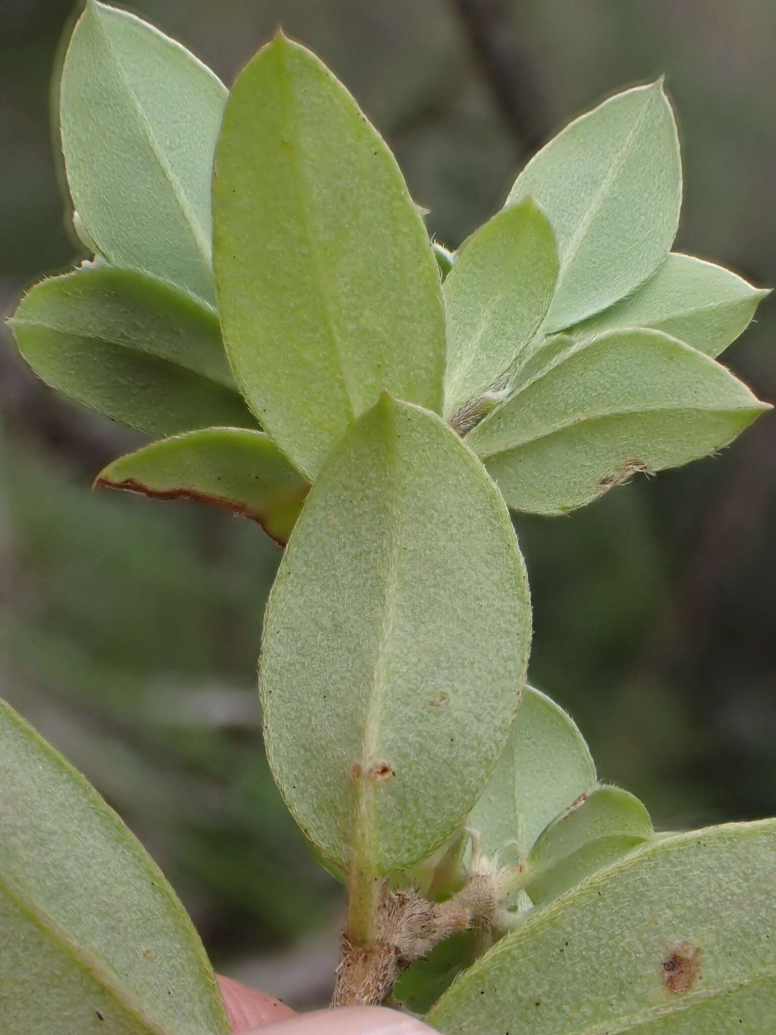 صورة Pimelea latifolia subsp. altior (F. Müll.) Threlfall