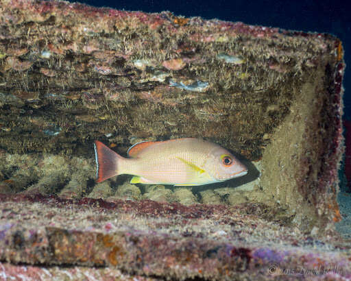 Image of Blacktail snapper