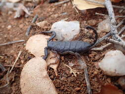 Image of Flat rock scorpion