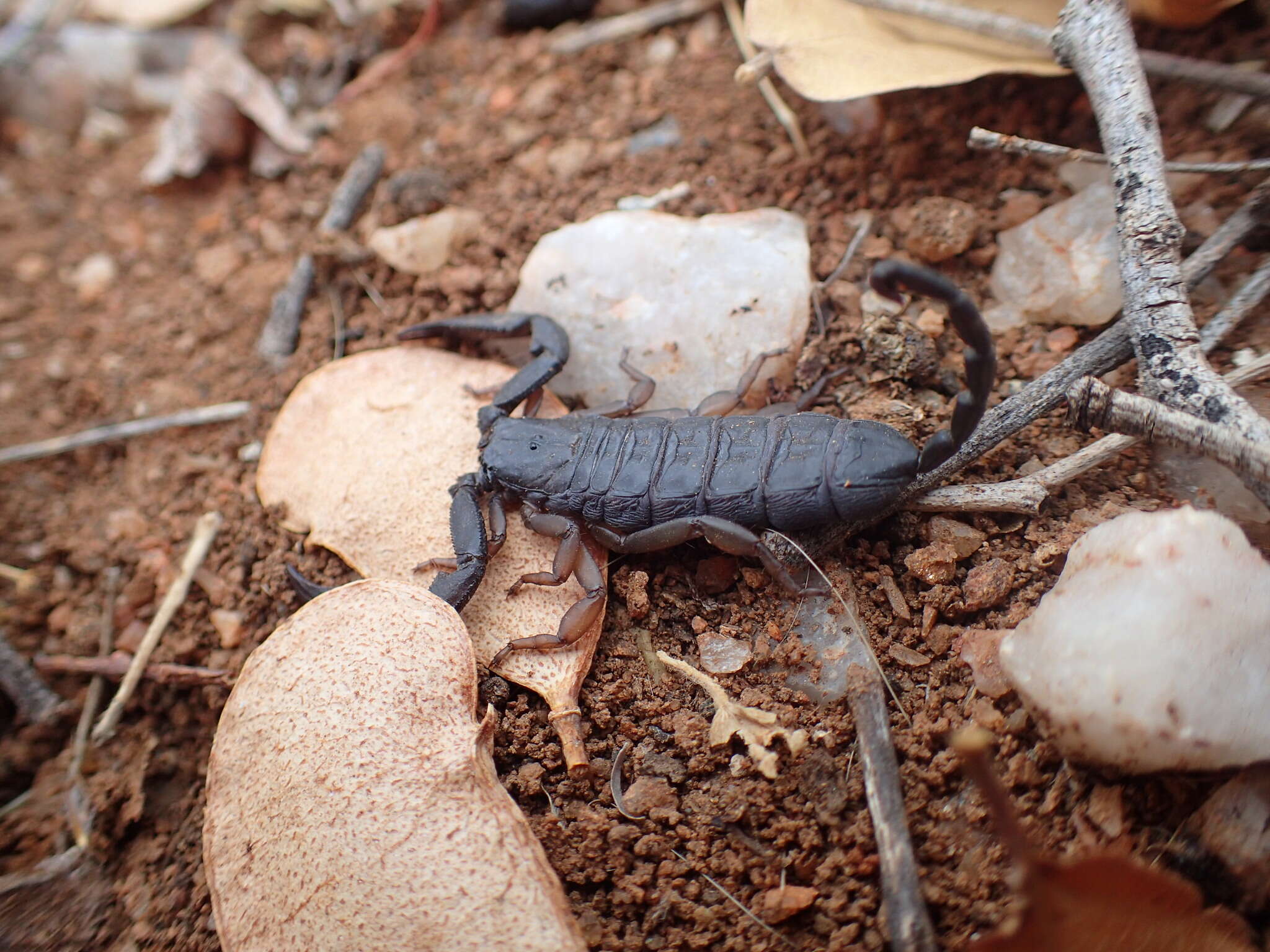 Image of Flat rock scorpion