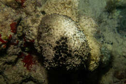 Image of bumpy ball sponge