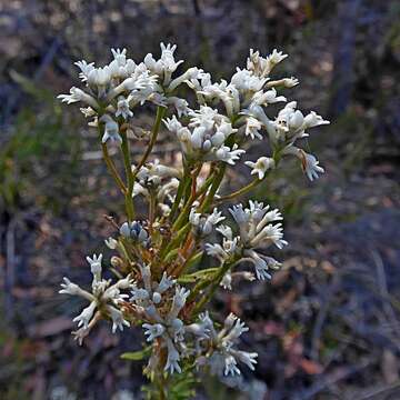 Image of Conospermum taxifolium C. F. Gaertner