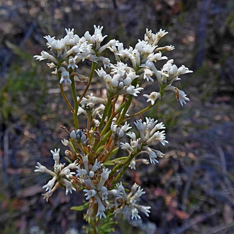 Image of Conospermum taxifolium C. F. Gaertner