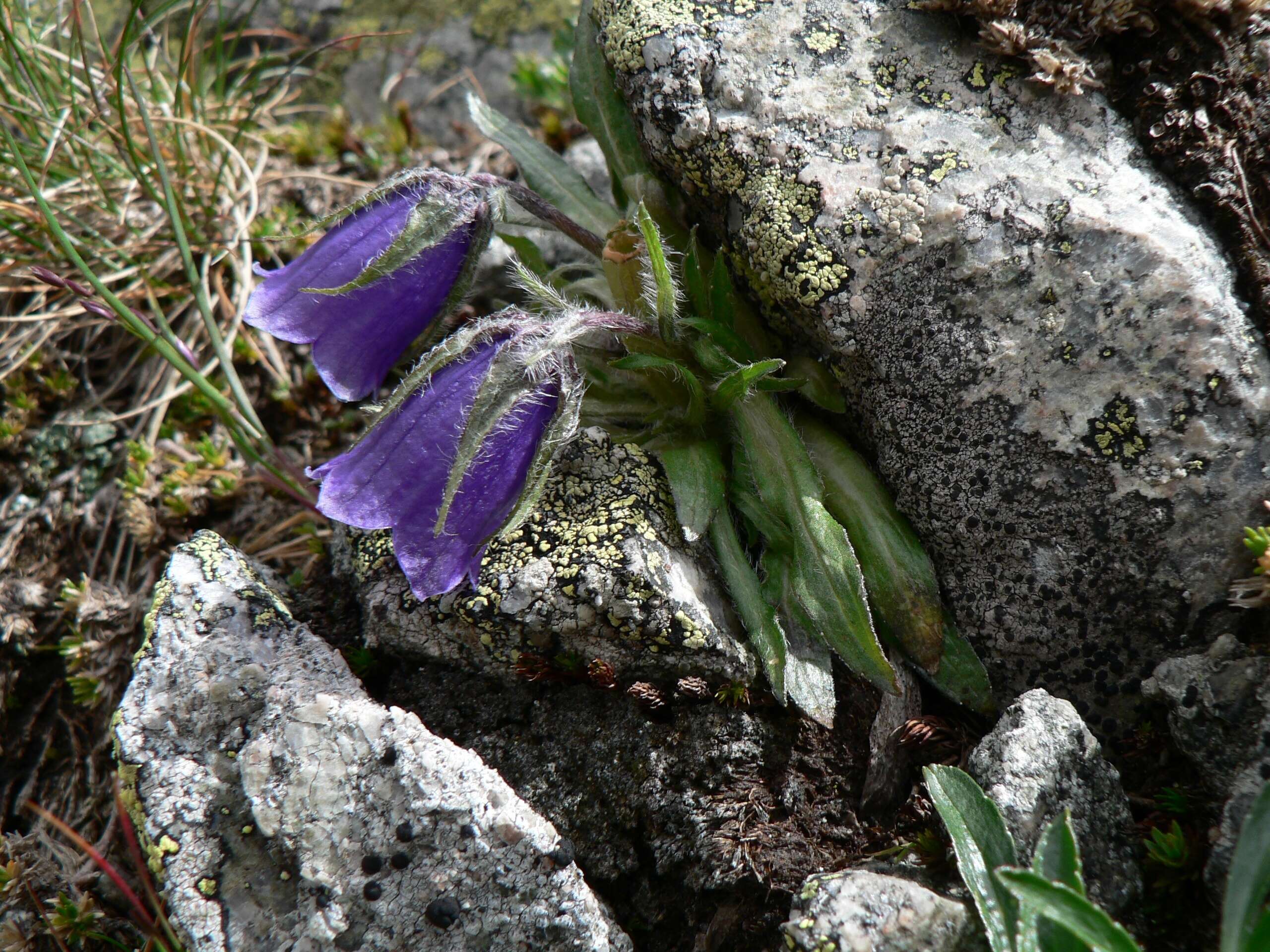 Image of Alpine Bellflower