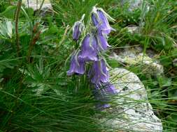 Image of Alpine Bellflower