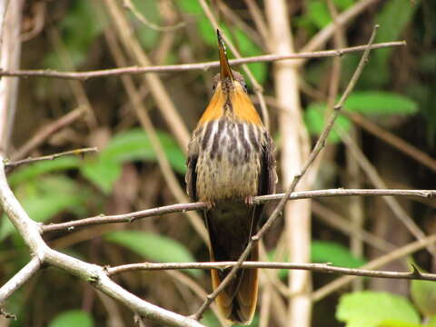 Image of Hook-billed hermit (hummingbird)