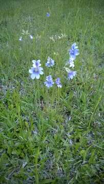 Image de Pinguicula caerulea Walt.