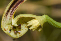 Image of Aristolochia fimbriata Cham.