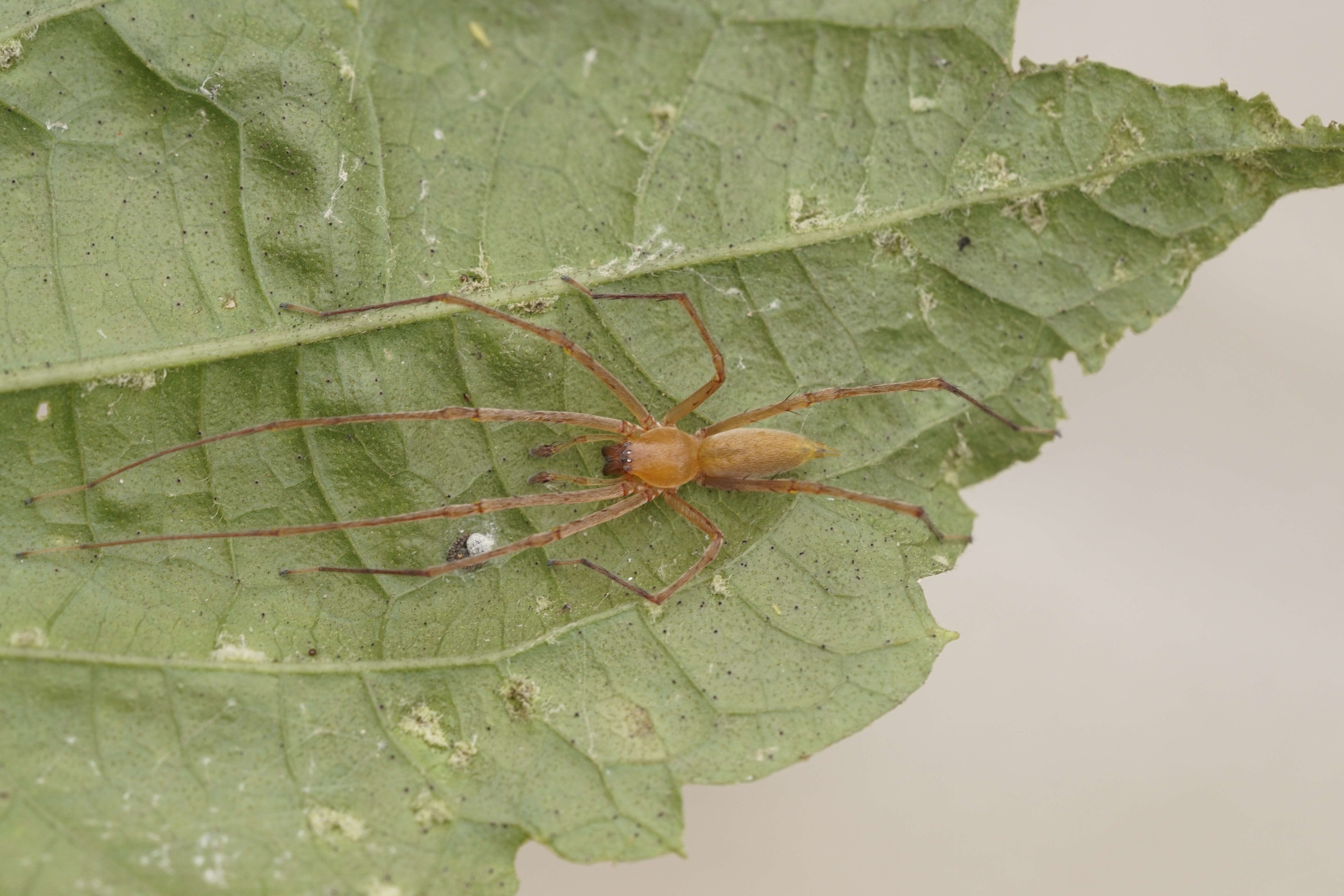 Слика од Cheiracanthiidae