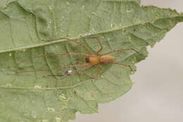 Слика од Cheiracanthiidae