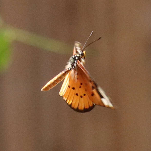 Image of Acraea encedon Linnaeus 1758