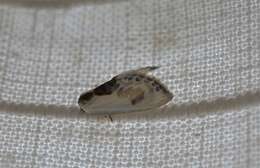 Image of Cilix