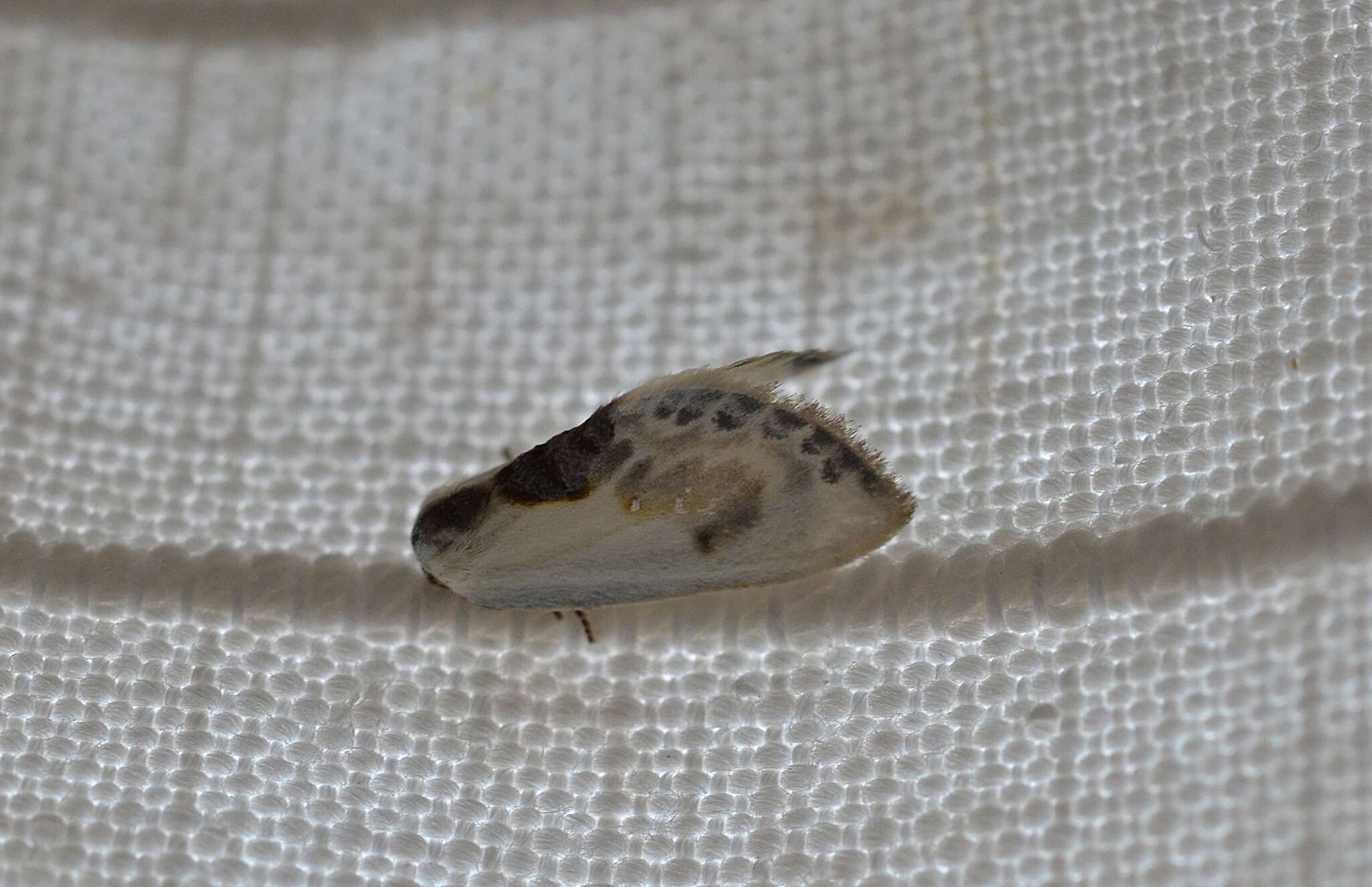 Image of Cilix
