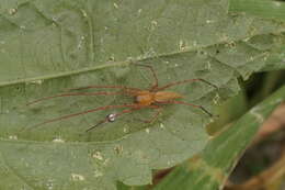 Слика од Cheiracanthiidae