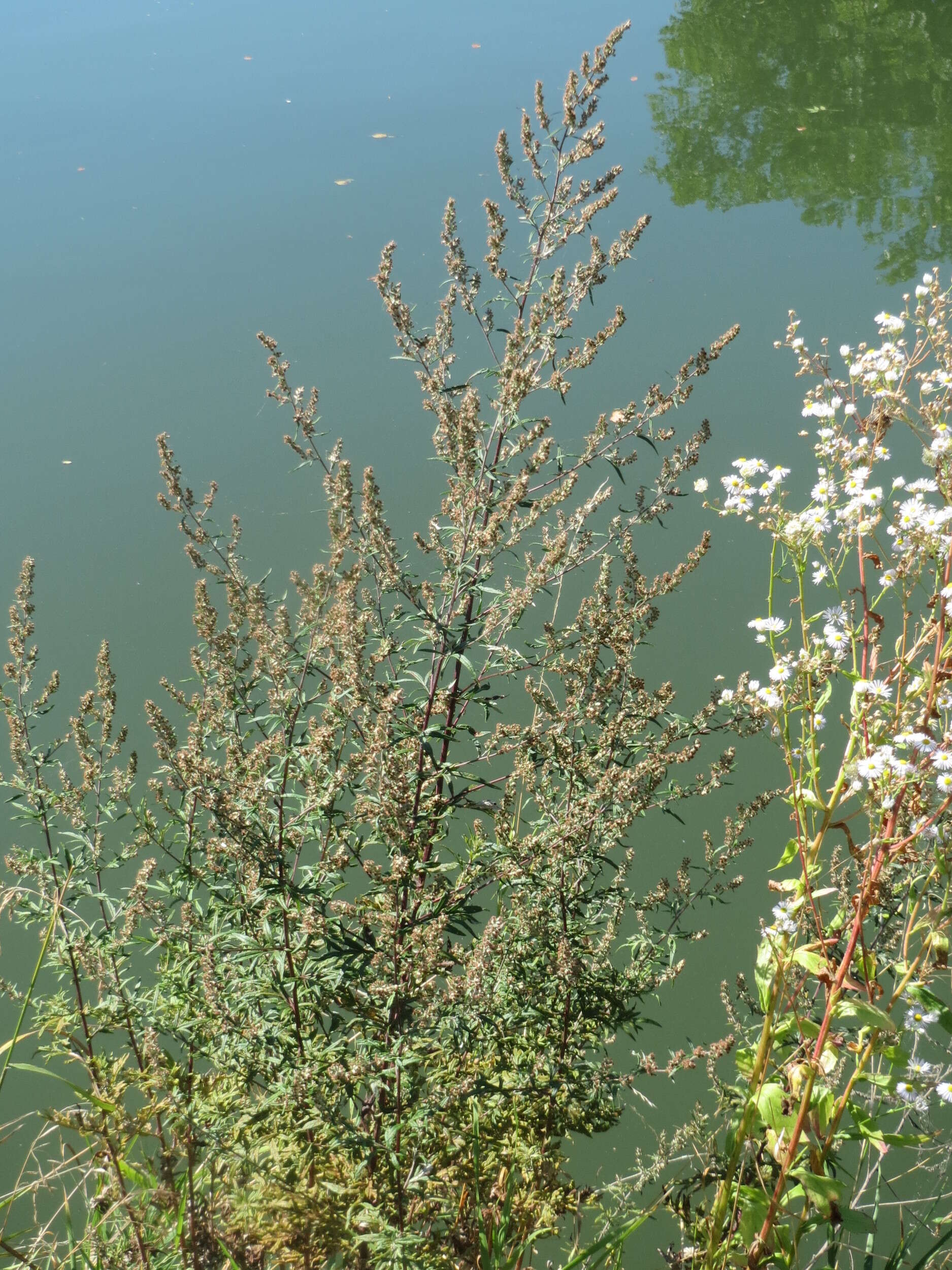 Image of common wormwood