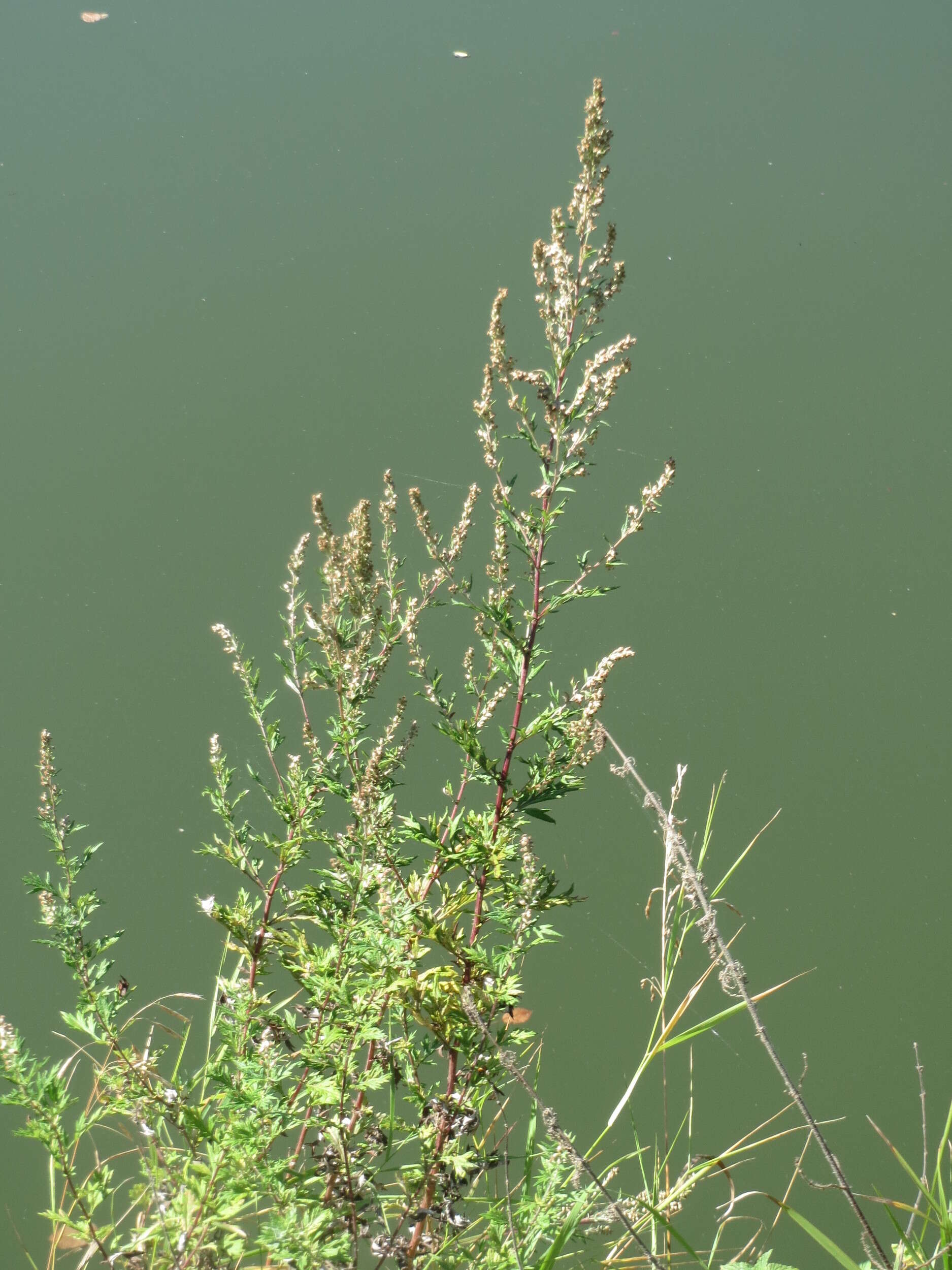 Image of common wormwood