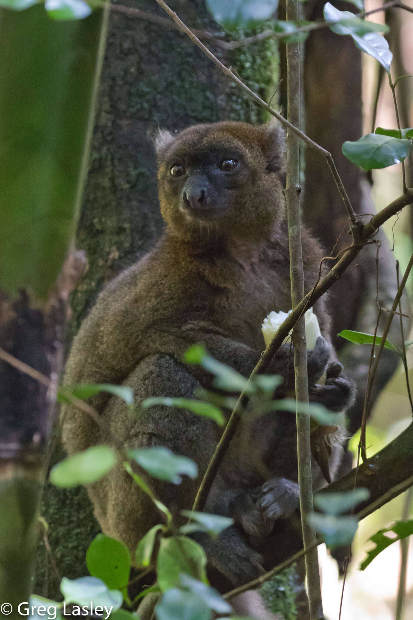 Image of Prolemur Gray 1870