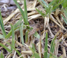 Image of Australian plague locust