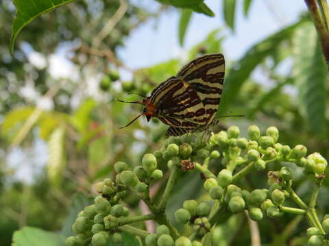 Image of Cigaritis lohita