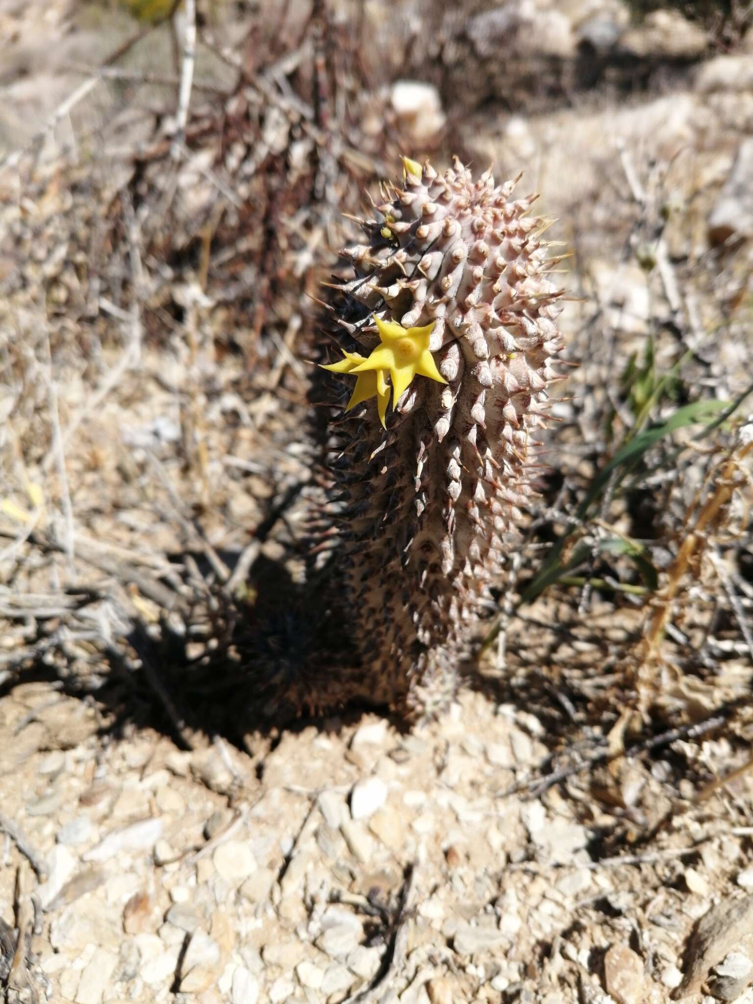 Image de Ceropegia alstonii (N. E. Br.) Bruyns