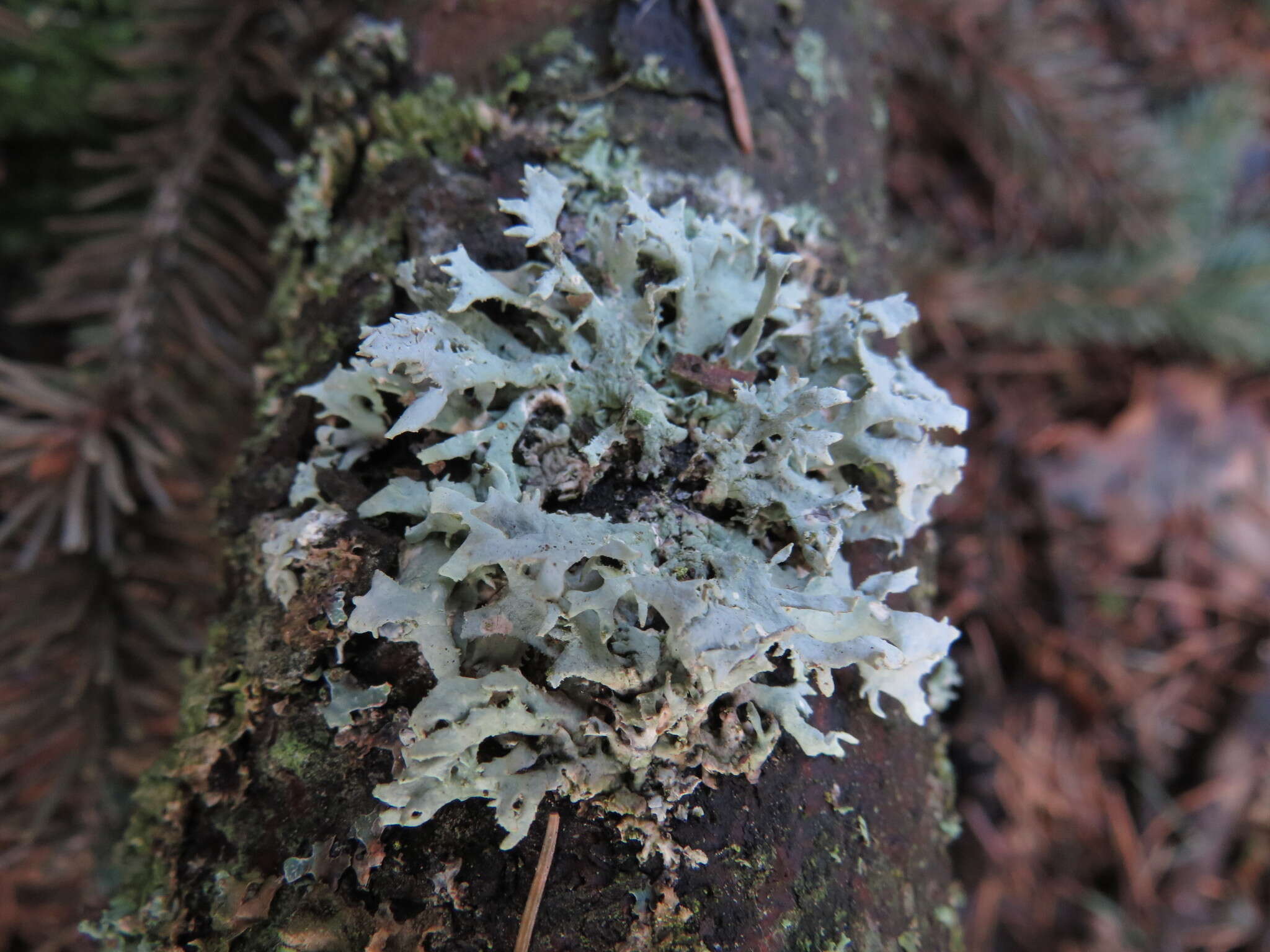 Image of light and dark lichen