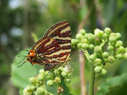 Image of Cigaritis lohita