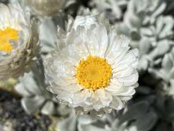 Image of Leucochrysum alpinum (F. Müll.) R. J. Dennis & N. G. Walsh