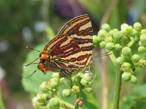 Image of Cigaritis lohita