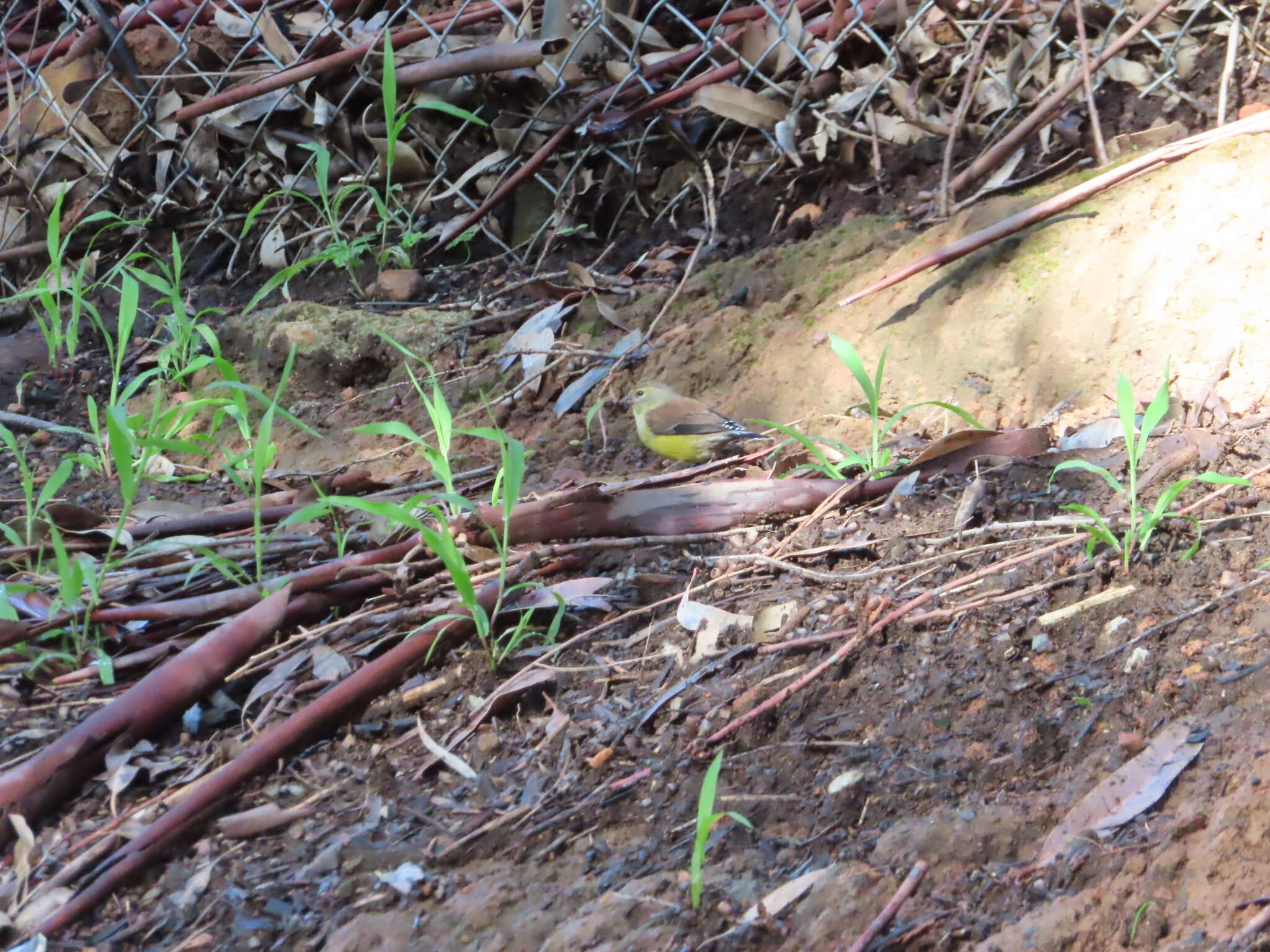 Image of Cape Siskin